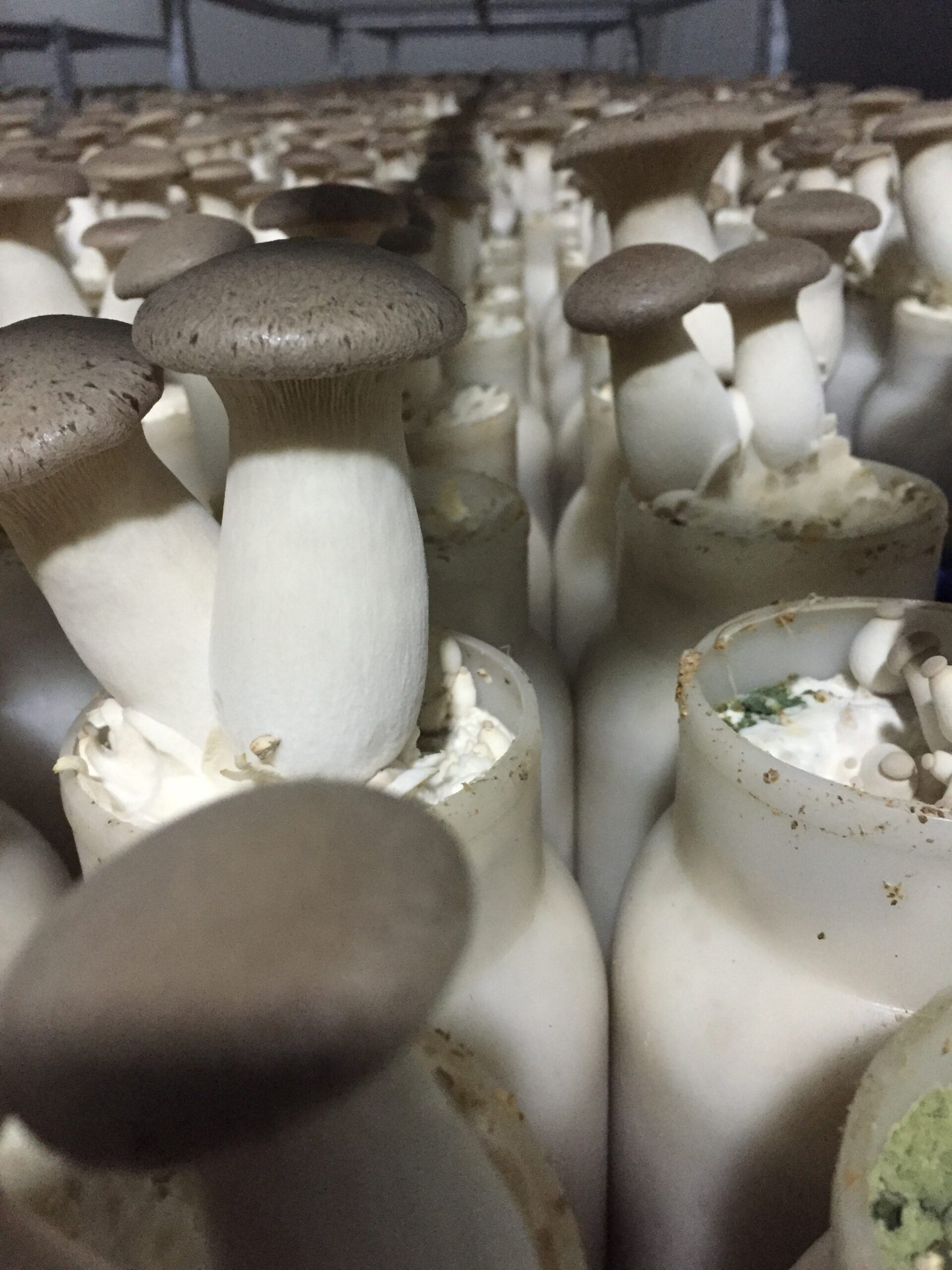 Edible mushrooms growing in containers, from the Euro Mushrooms company archive
